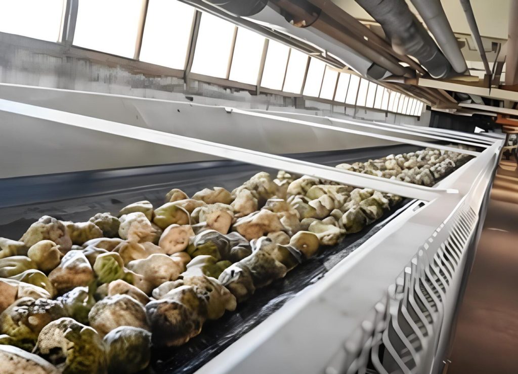 conveyor-belt-transporting-sugar-beets-260nw-2571999763 (1)