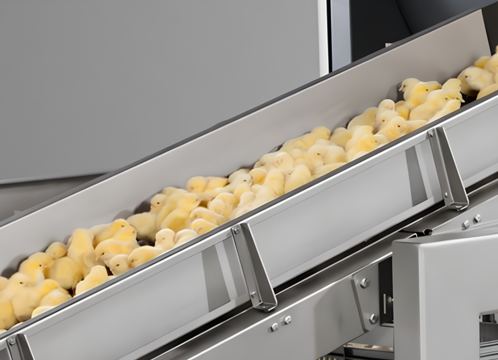 conveyors-1-1-e1758631012675 (1)